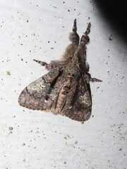 Dasychira obliquata