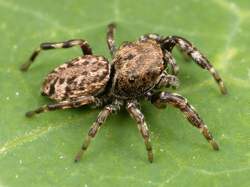 Zygoballus nervosus photo 5
