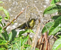 Spinus magellanicus