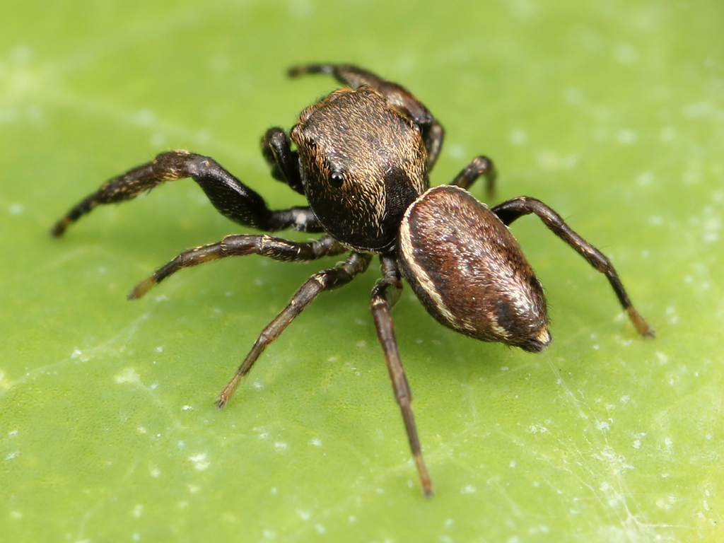 Zygoballus nervosus