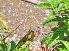 Spinus magellanicus