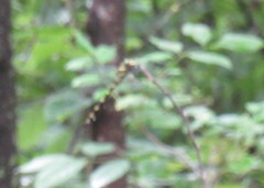 Cordulegaster erronea