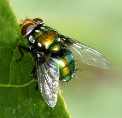 Amenia chrysame
