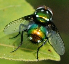Amenia chrysame