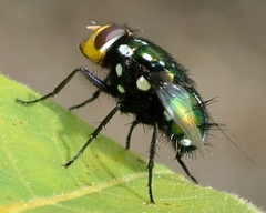 Amenia chrysame