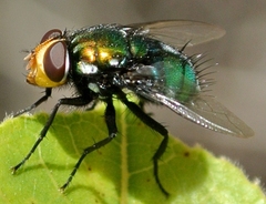 Amenia chrysame