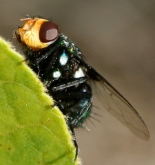 Amenia chrysame