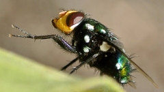 Amenia chrysame