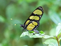 Methona themisto themisto