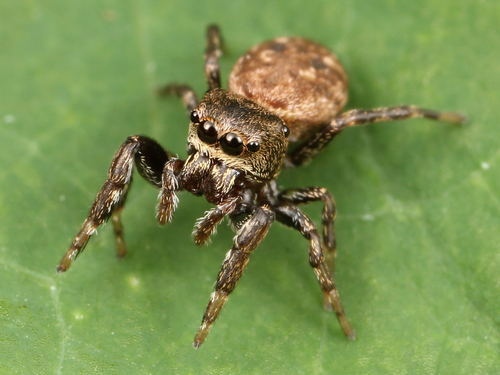 Zygoballus nervosus photo 2