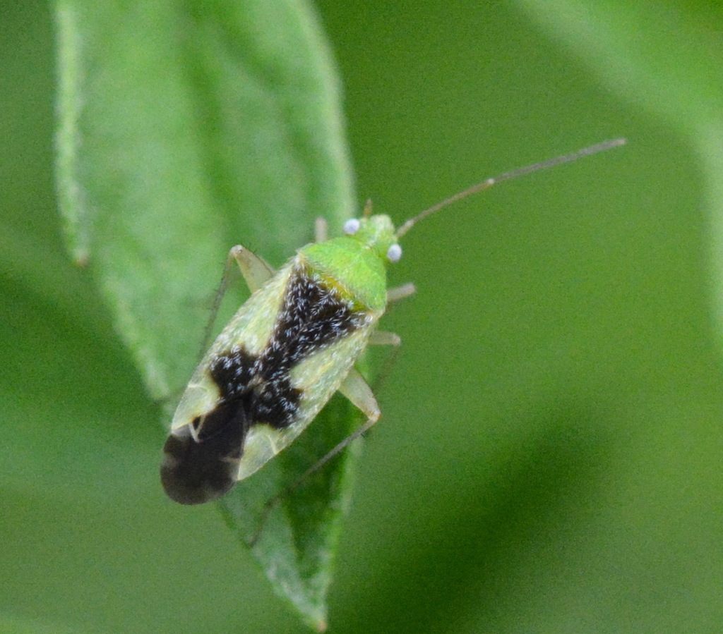 Ornate Plant Bug
