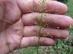 Dichanthelium polyanthes