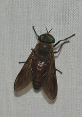 Tabanidae