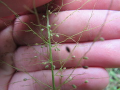 Dichanthelium polyanthes