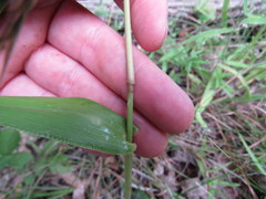 Dichanthelium polyanthes