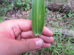 Dichanthelium polyanthes