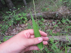 Dichanthelium polyanthes