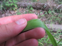 Dichanthelium polyanthes