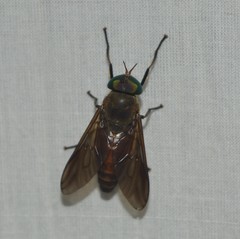 Tabanidae