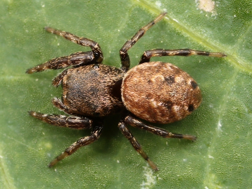 Zygoballus nervosus photo 4