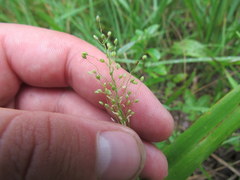 Dichanthelium sphaerocarpon