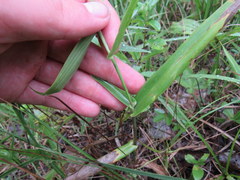 Dichanthelium sphaerocarpon