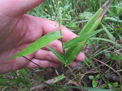 Dichanthelium sphaerocarpon