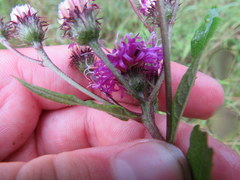 Vernonia glauca
