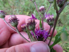 Vernonia glauca
