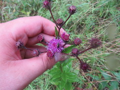 Vernonia glauca