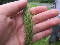 Elymus glabriflorus