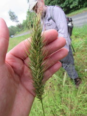 Elymus glabriflorus