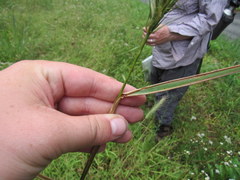 Elymus glabriflorus