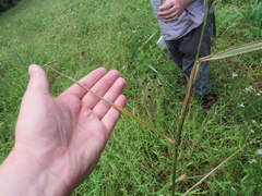 Elymus glabriflorus