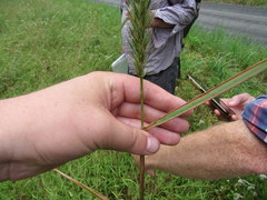 Elymus glabriflorus
