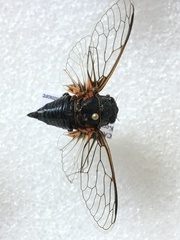 Okanagana occidentalis