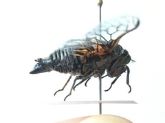 Okanagana occidentalis