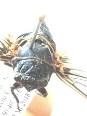 Okanagana occidentalis