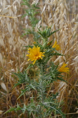 Scolymus