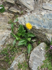 Doronicum clusii