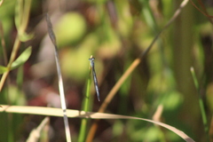 Ischnura perparva