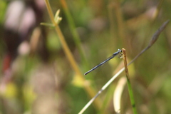 Ischnura perparva