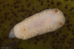 Cadlina modesta