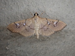 Microthyris anormalis
