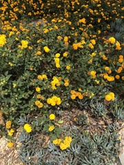 Lantana × hybrida