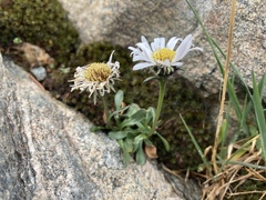 Erigeron melanocephalus