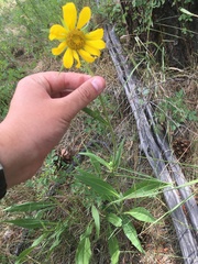 Helianthus arizonensis