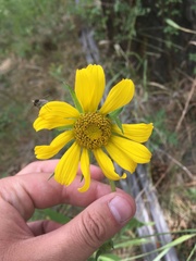 Helianthus arizonensis