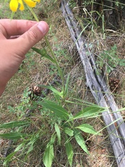 Helianthus arizonensis