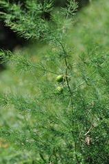 Asparagus tenuifolius